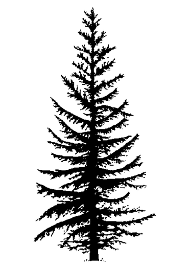 A graphic of a tamarak tree.